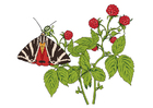 Bilder Himbeeren mit Schmetterling