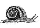 Malvorlage  Schnecke