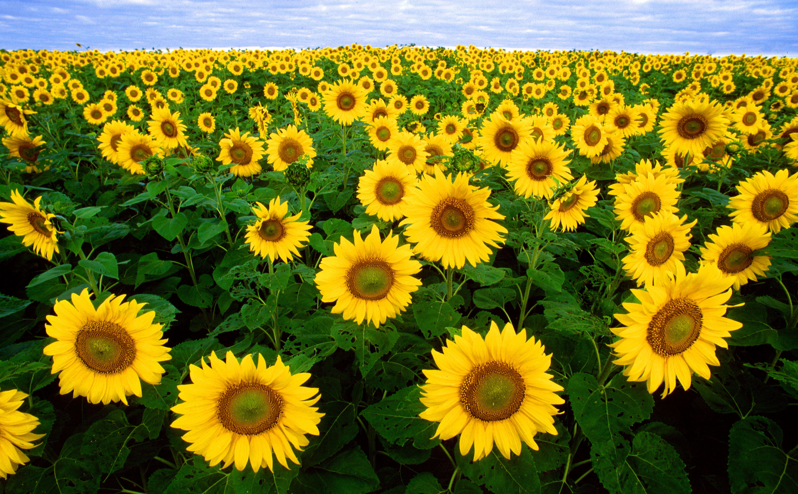 Foto Sonnenblumen - Kostenlose Fotos Zum Ausdrucken - Bild ...