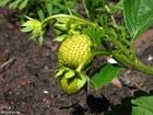 Fotos Erdbeeren 1