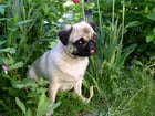 Fotos Hund - Mops