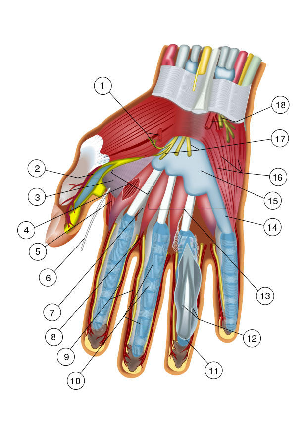 Bild hand