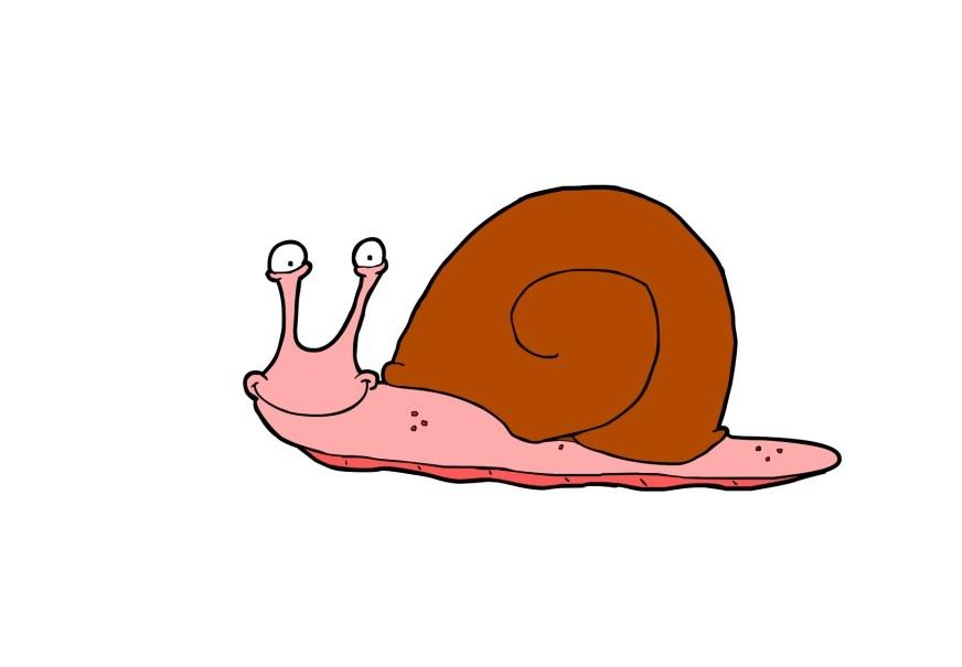 Bild schnecke