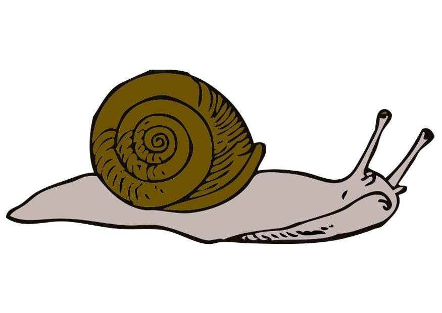 Bild schnecke