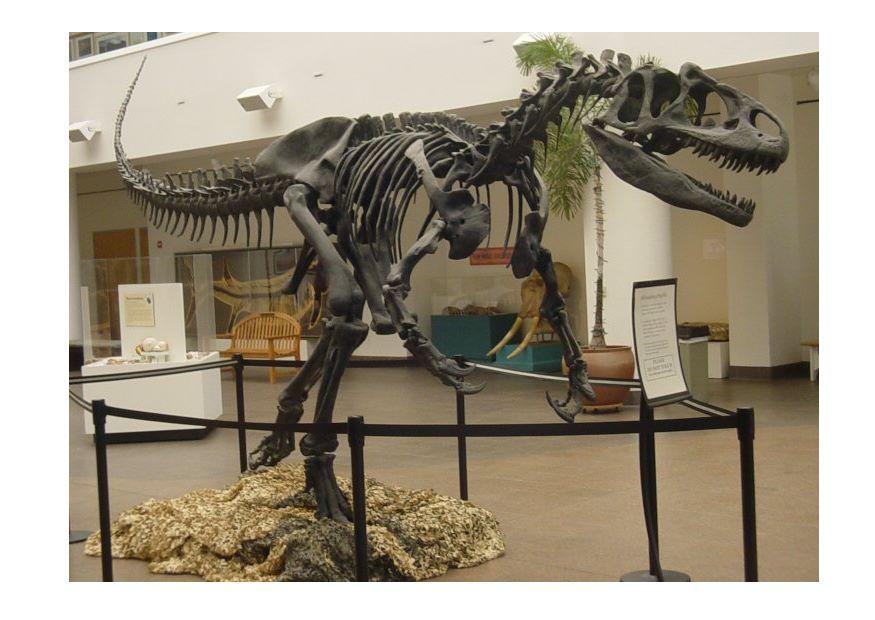 Foto allosaurus skelett