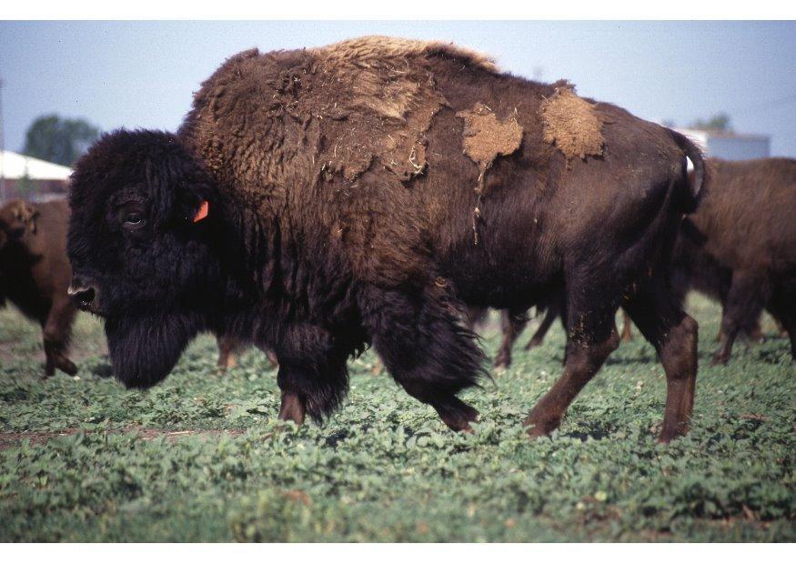 Foto amerikanisches bison