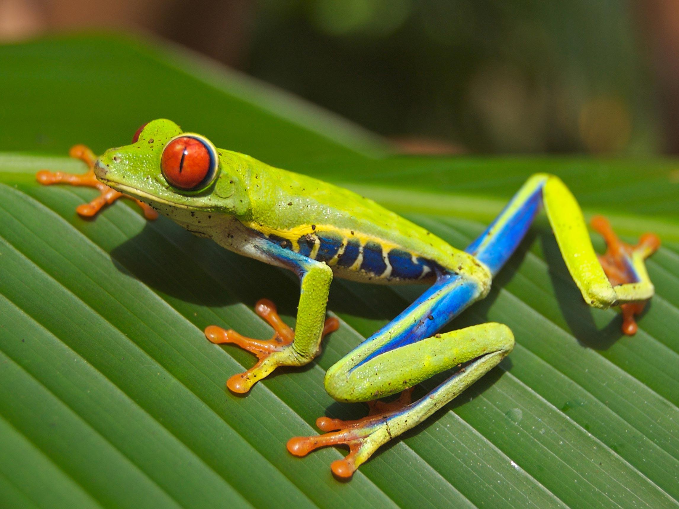 Foto baumfrosch