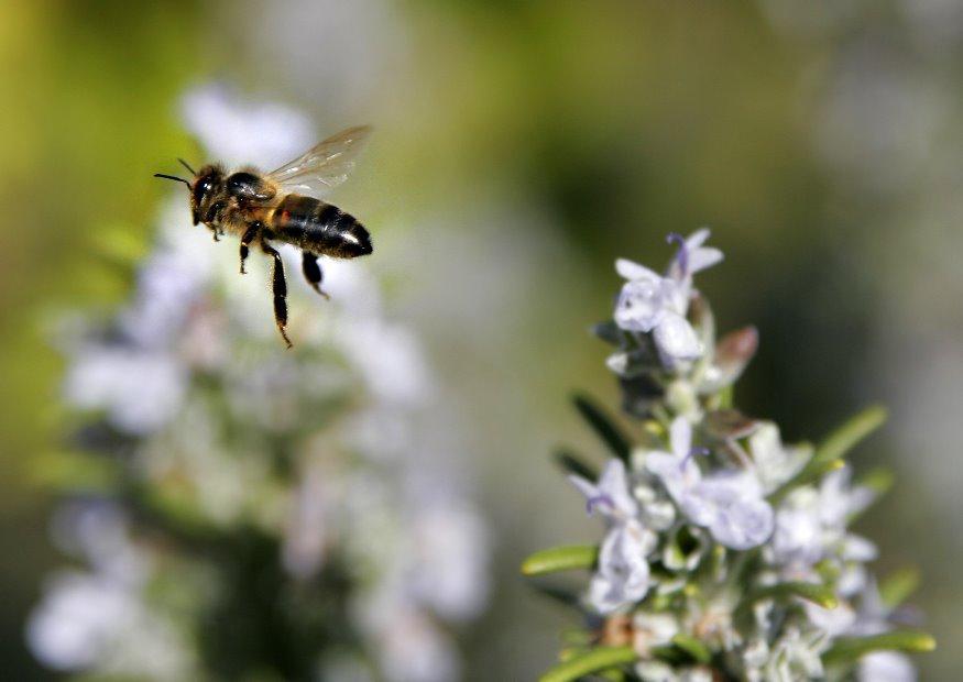 Foto biene im flug