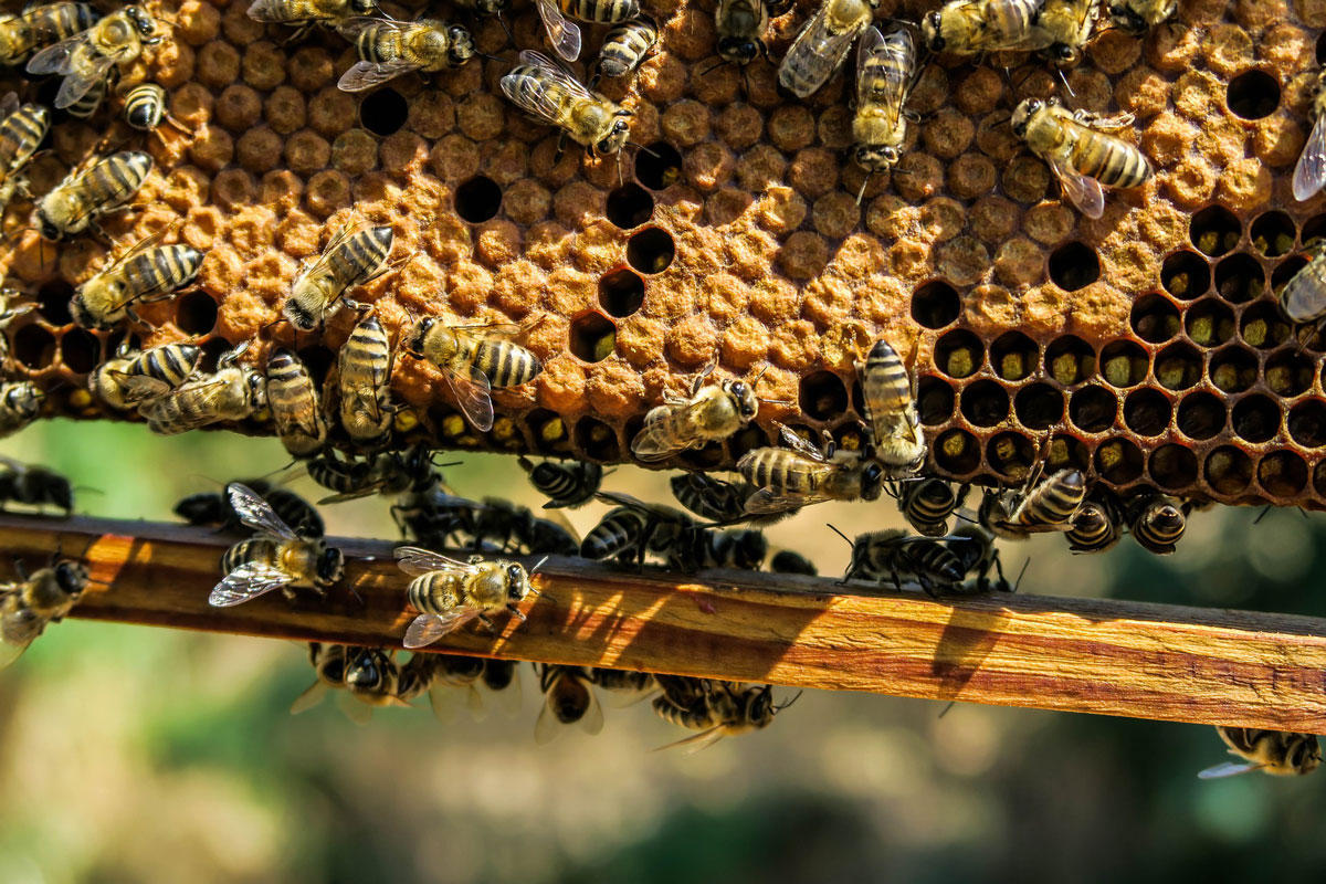 Foto bienen