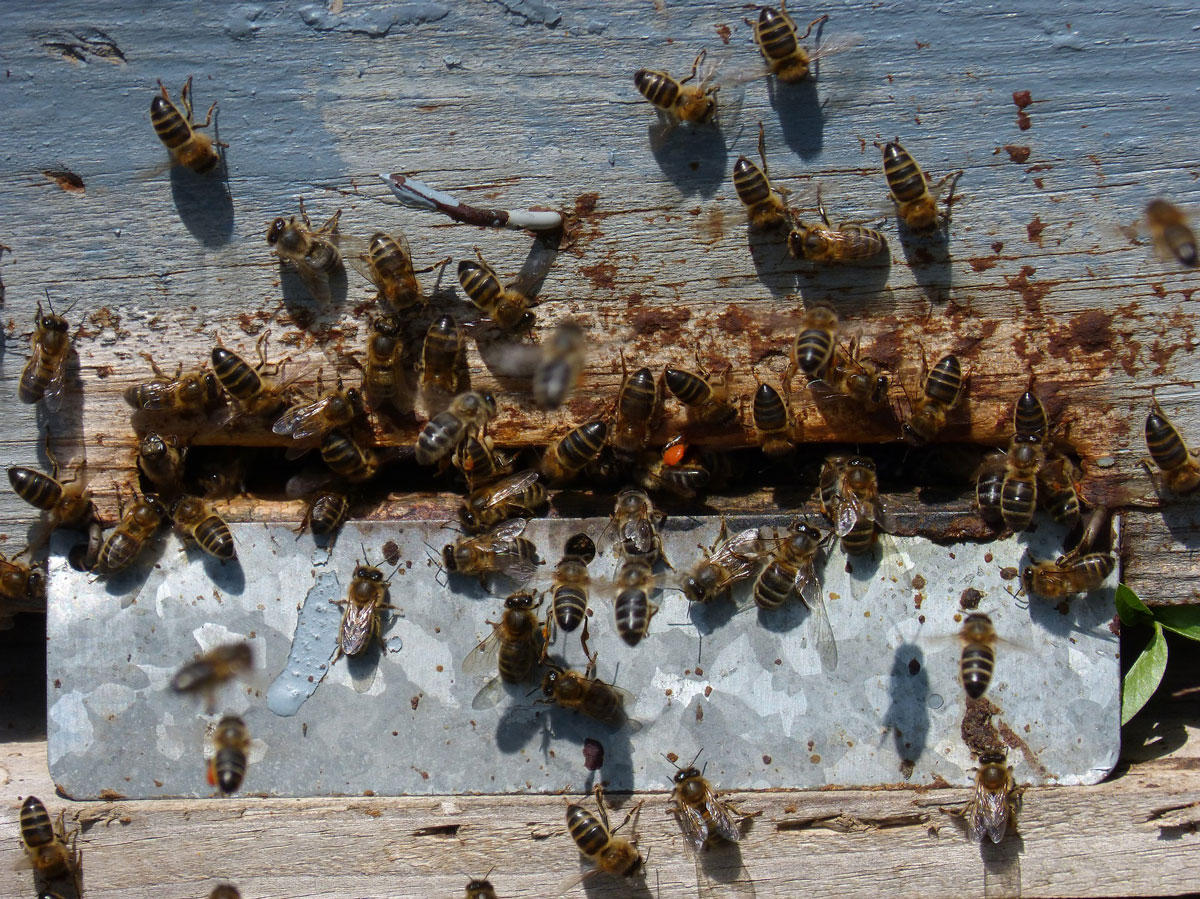 Foto bienennest