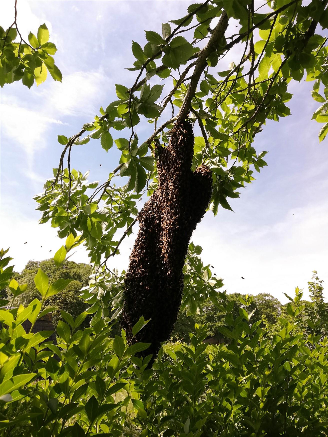 Foto bienenschwarm