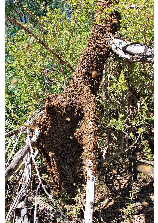 Foto bienenschwarm