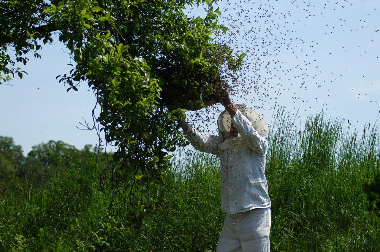 Foto bienenschwarm einfangen