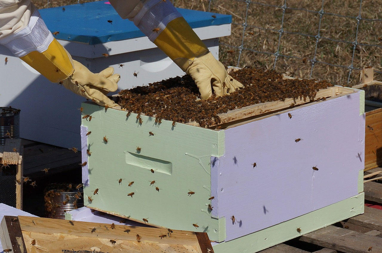 Foto bienenstock