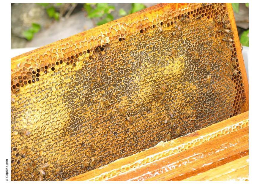 Foto bienenwabe honig