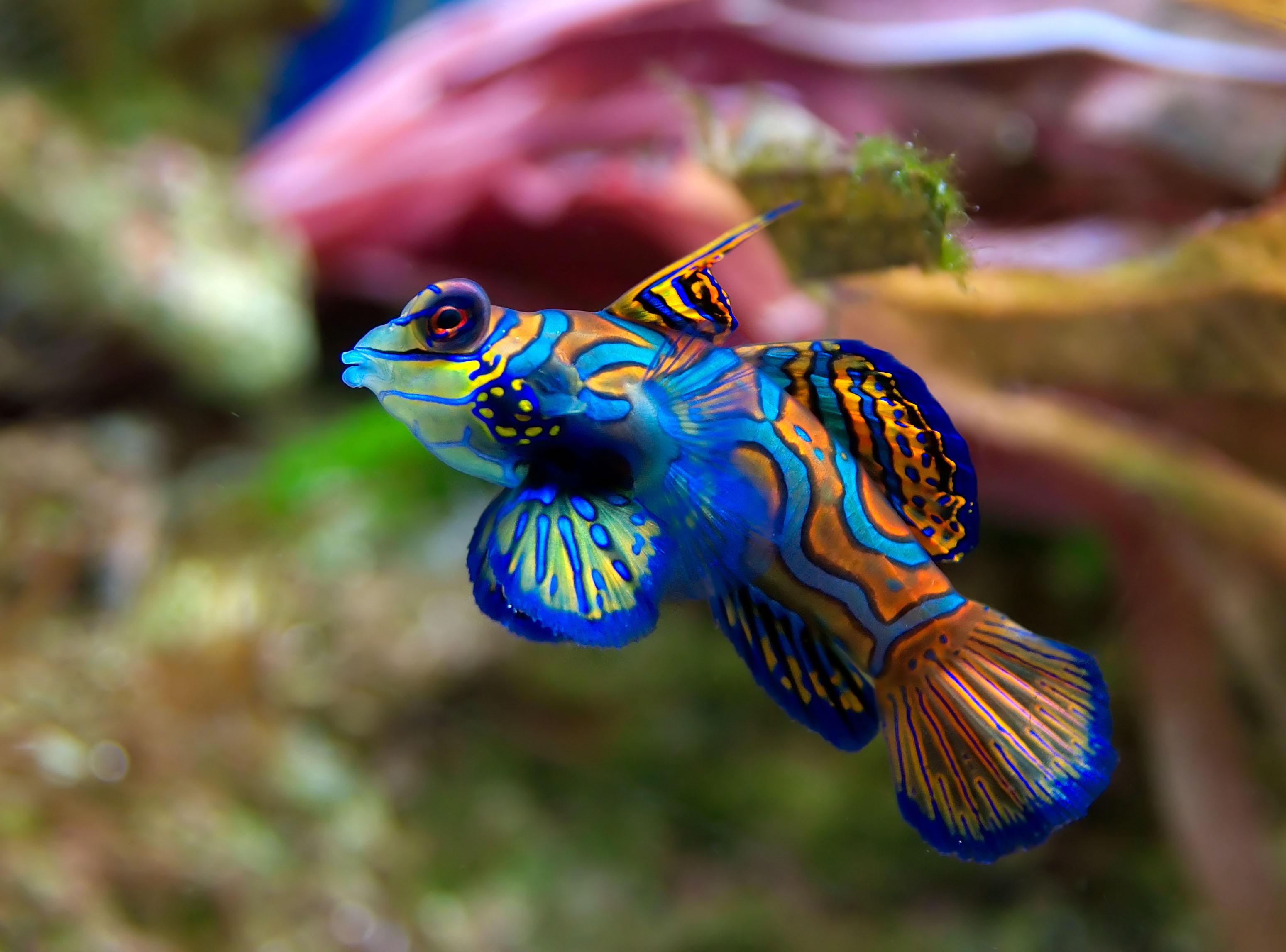 Foto fisch - synchiropus splendidus