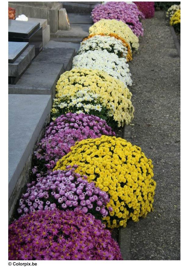 Foto friedhof - chrysanthemen