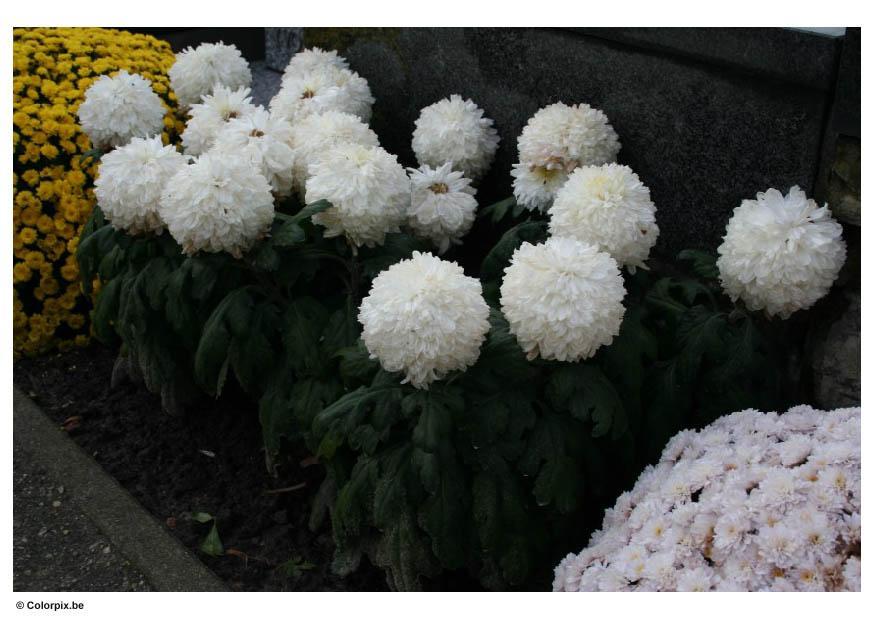 Foto friedhof - chrysanthemen