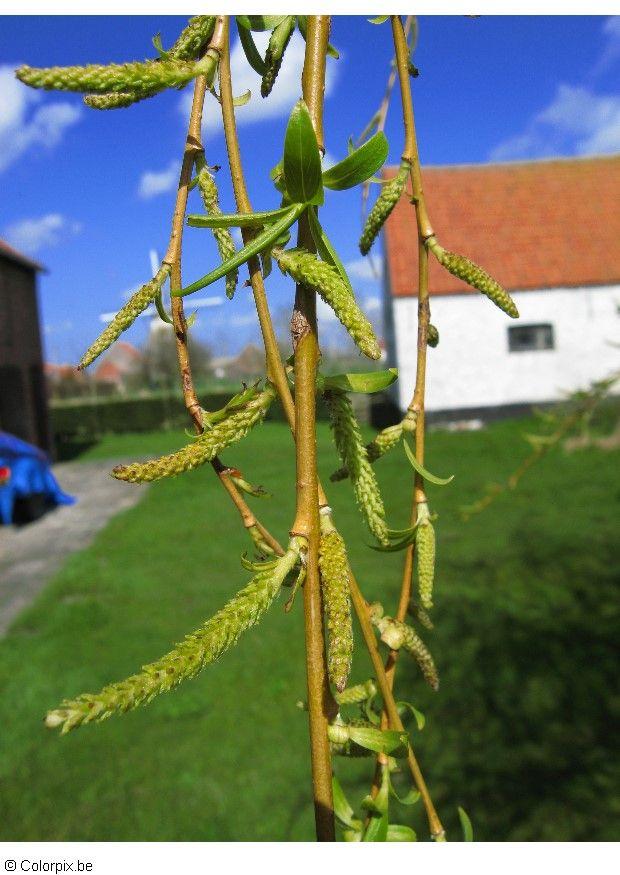 Foto fruchtstA¤nde trauerweide