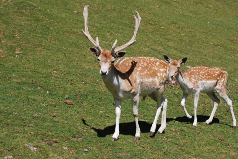 Foto hirsch und hirschkuh