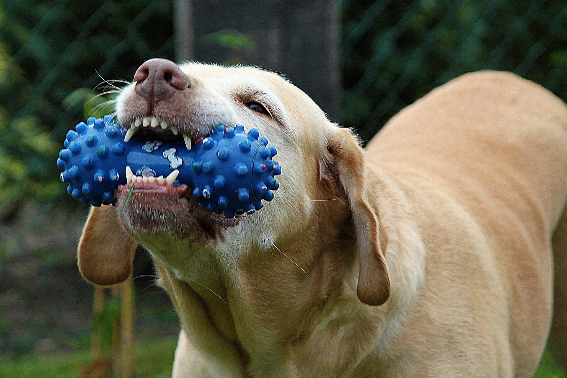 Foto hund mit spielzeug