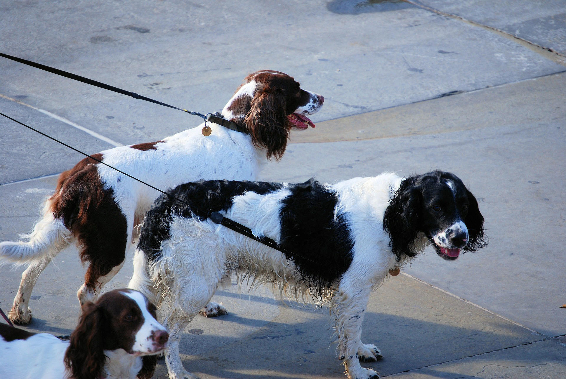 Foto hunde an der leine