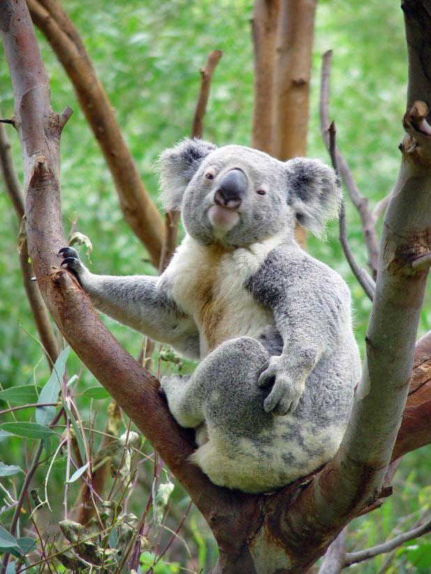 Foto koala beutelbA¤r