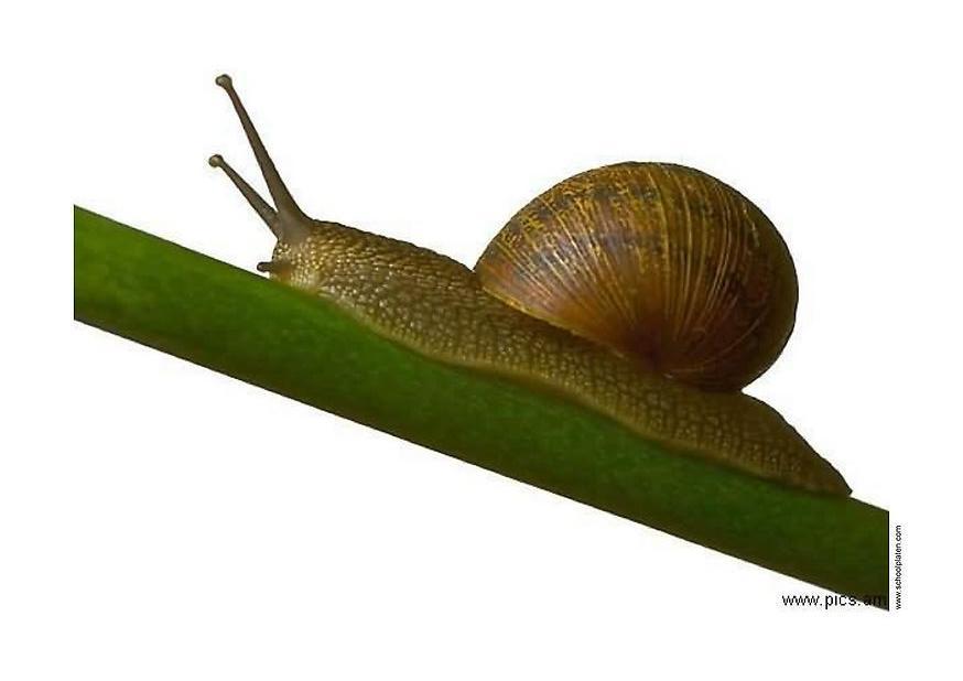 Foto schnecke