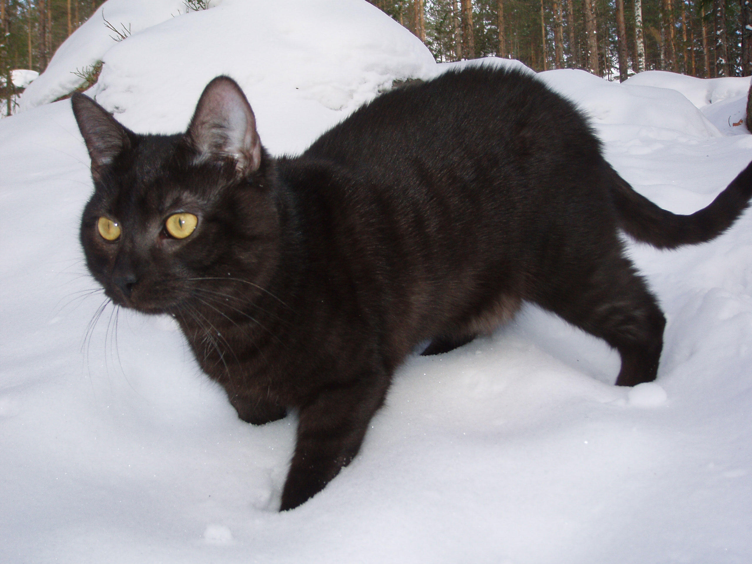 Foto schwarze katze