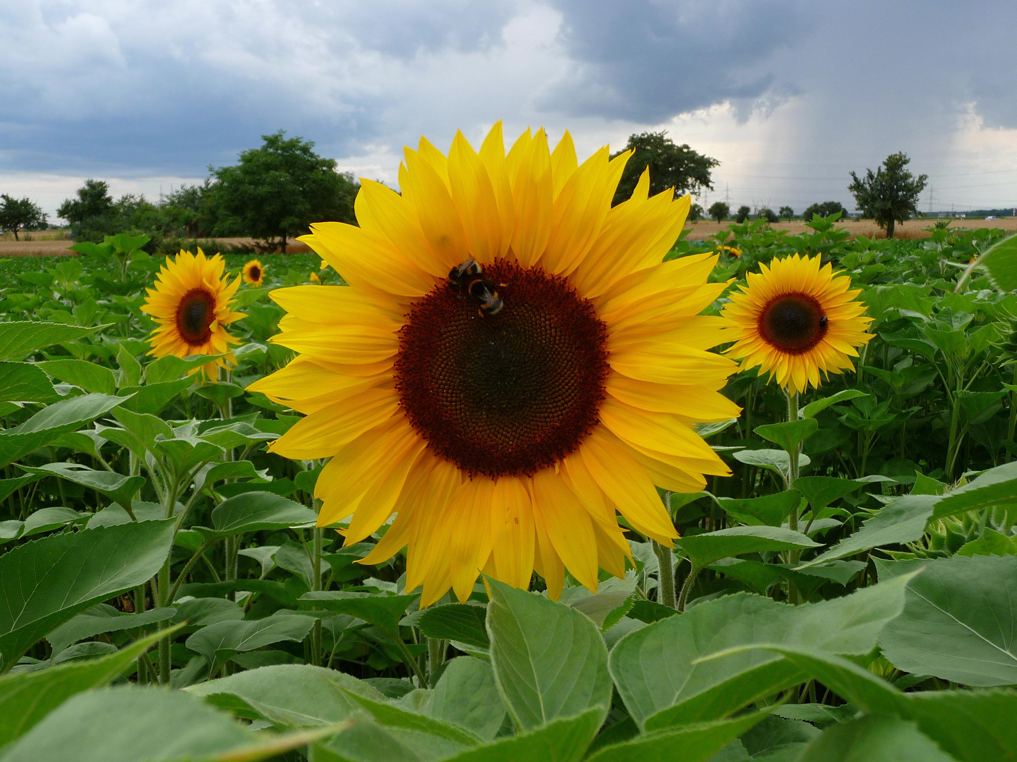 Foto sonnenblume