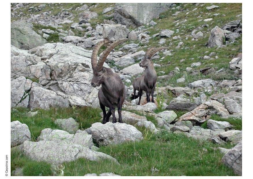 Foto steinbock