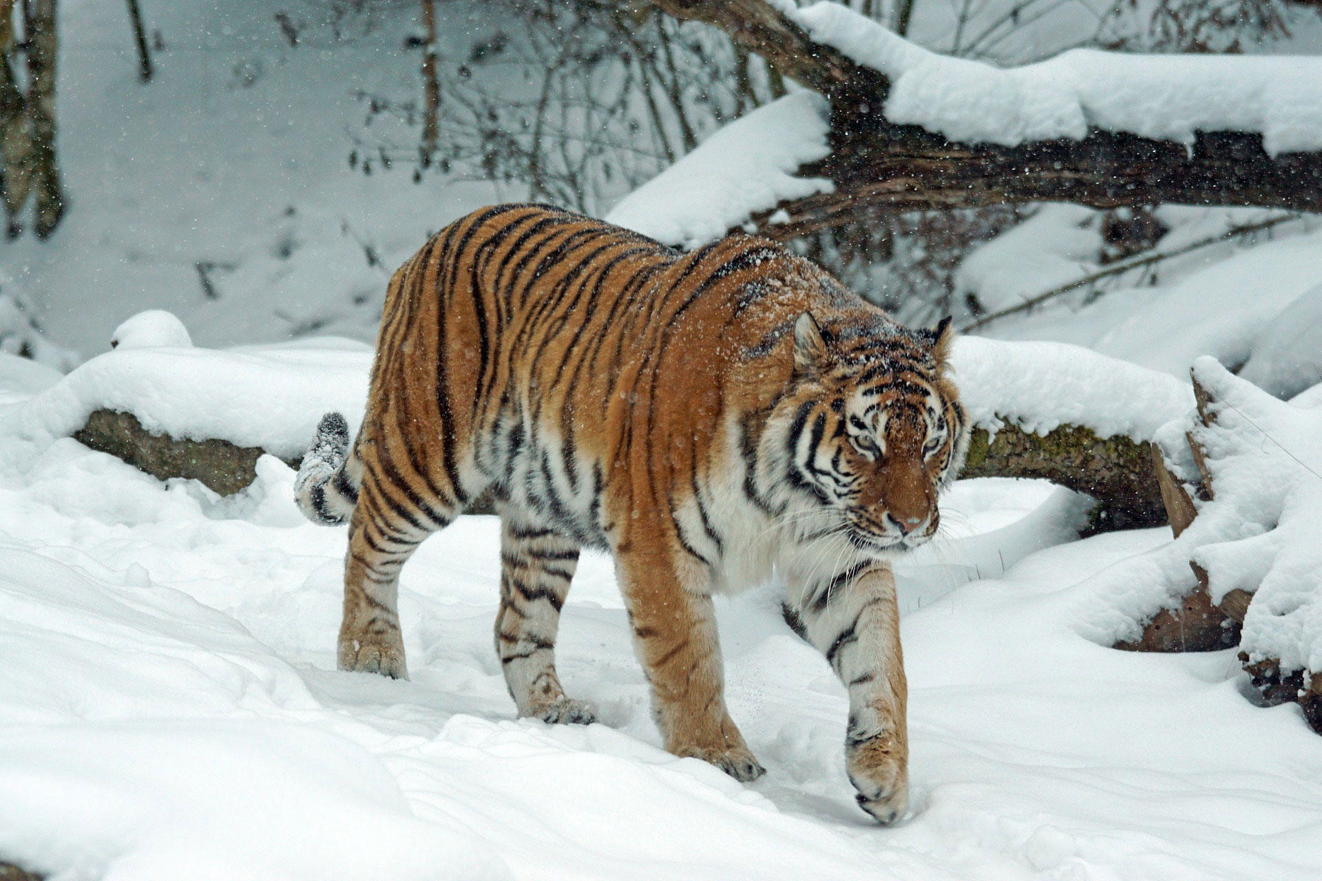 Foto tiger im schnee