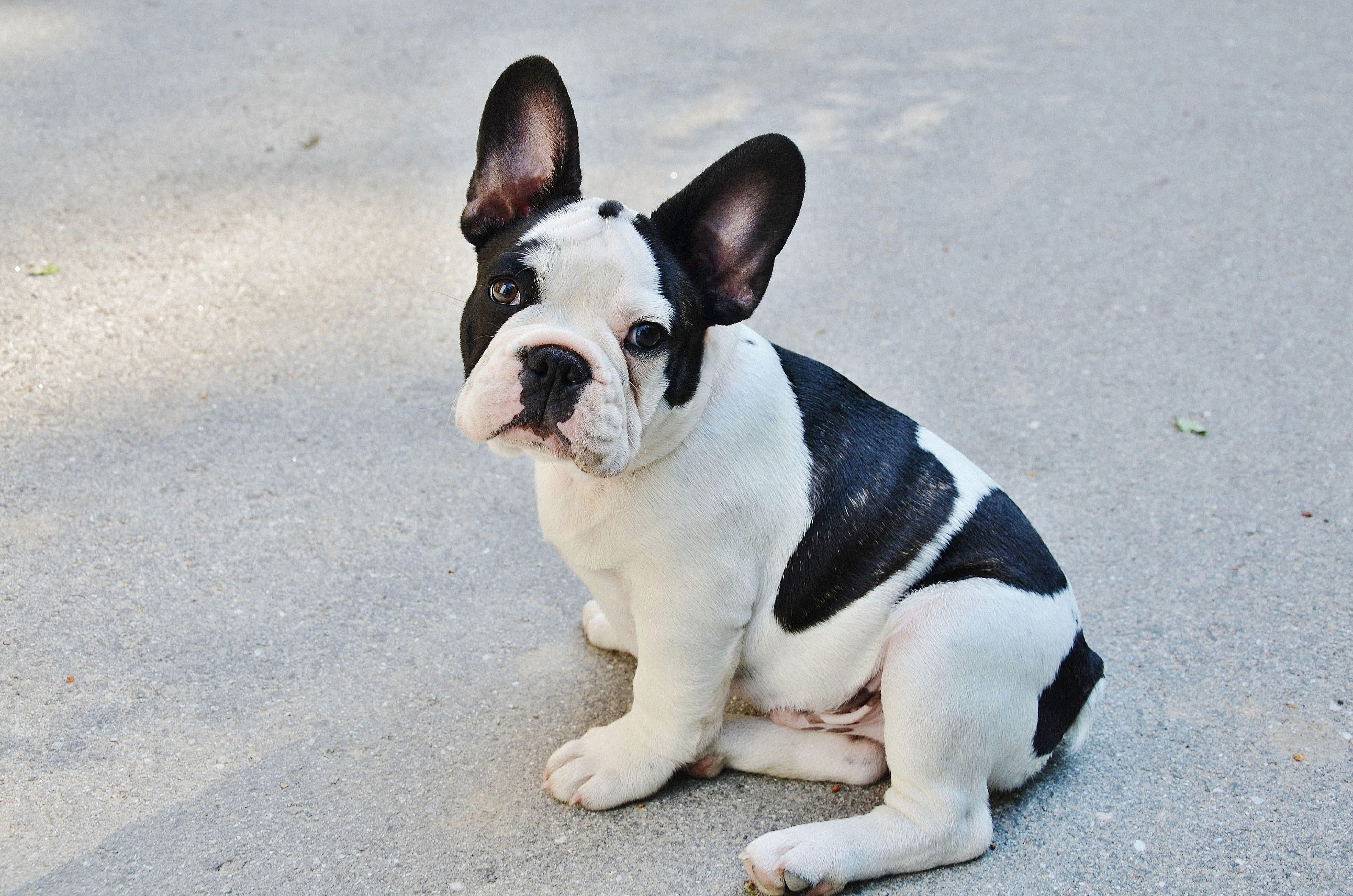 Foto welpe - franzA¶sische bulldogge