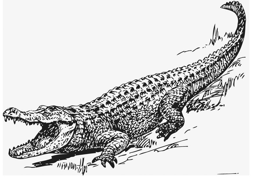 Malvorlage  alligator