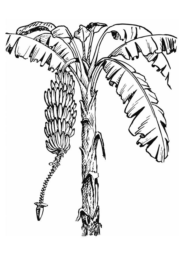 Malvorlage  bananenstaude