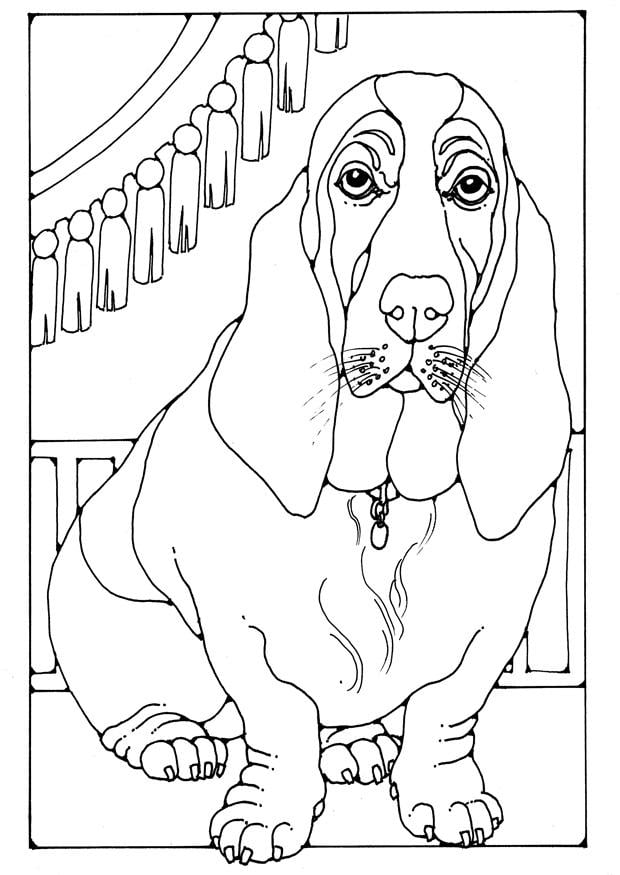 Malvorlage  basset