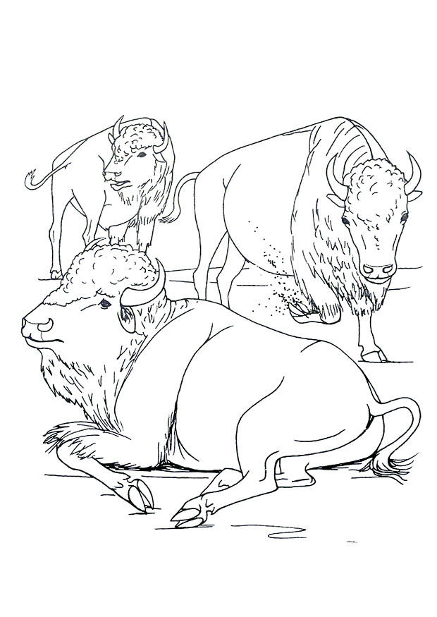 Malvorlage  bisons