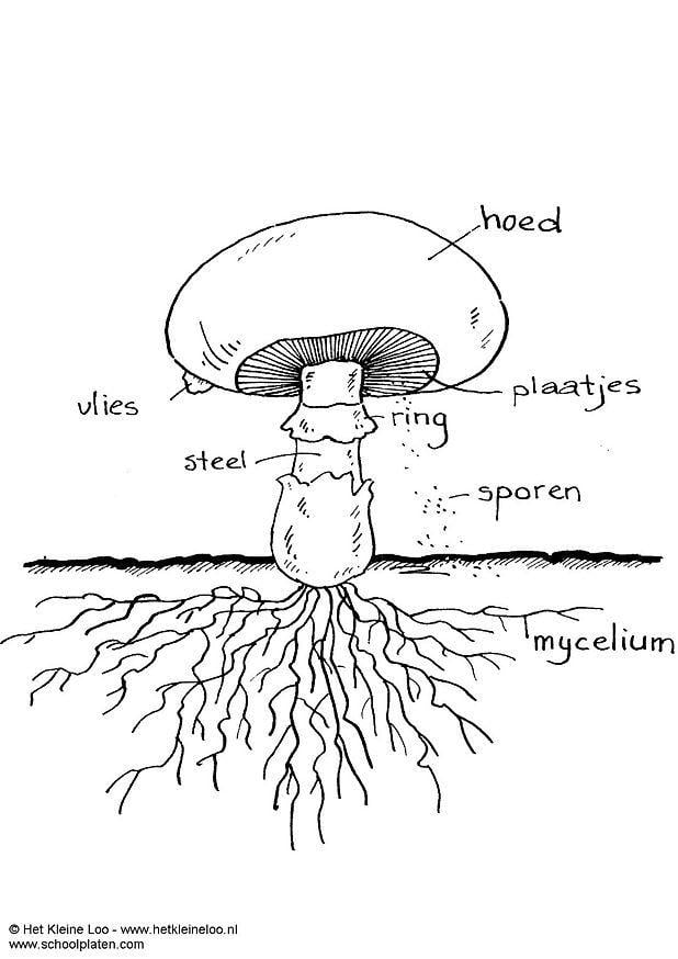 Malvorlage  champignon