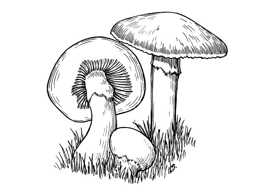 Malvorlage  champignons