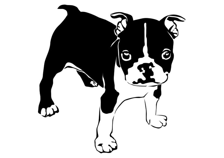 Malvorlage  dogge - franzA¶sische bulldogge