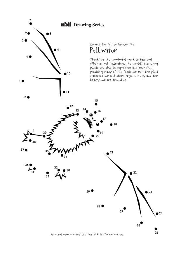 Malvorlage  fledermaus