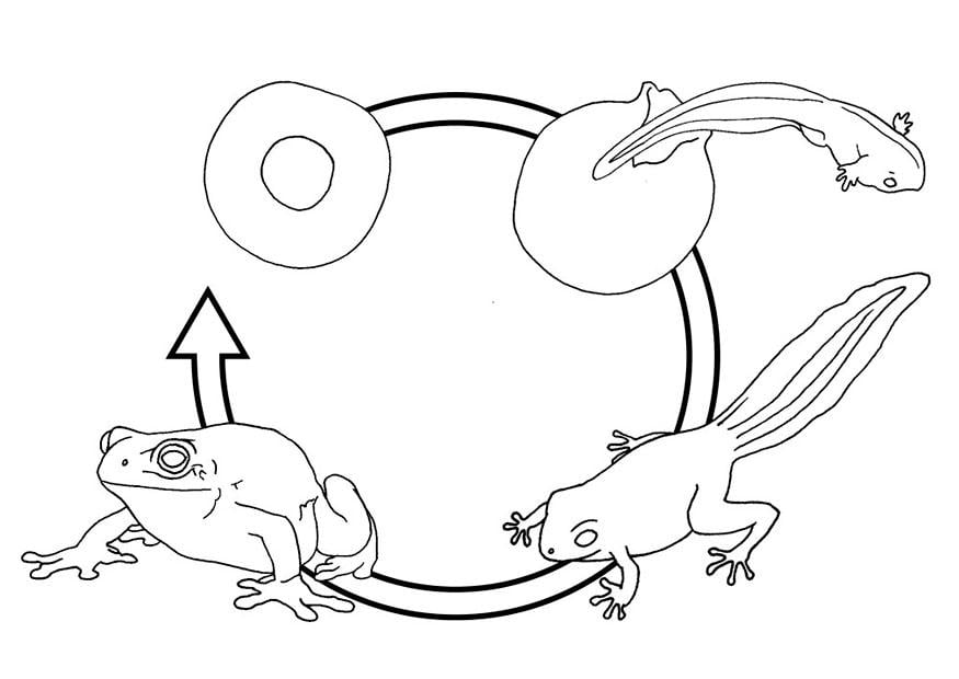 Malvorlage  froschzyklus