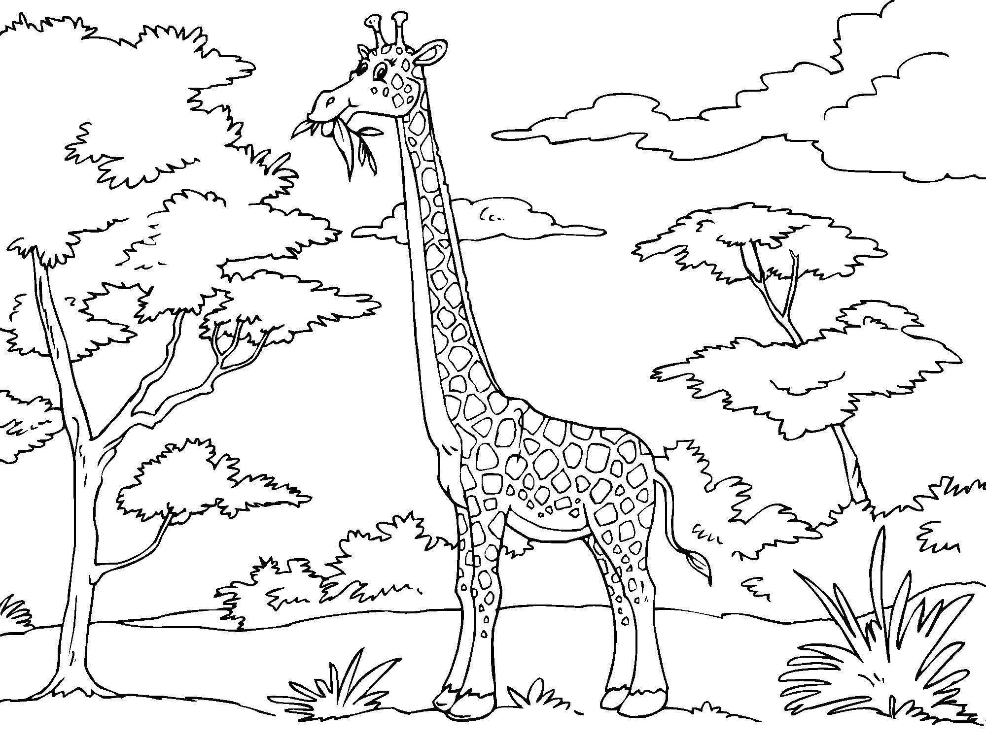 Malvorlage  giraffe