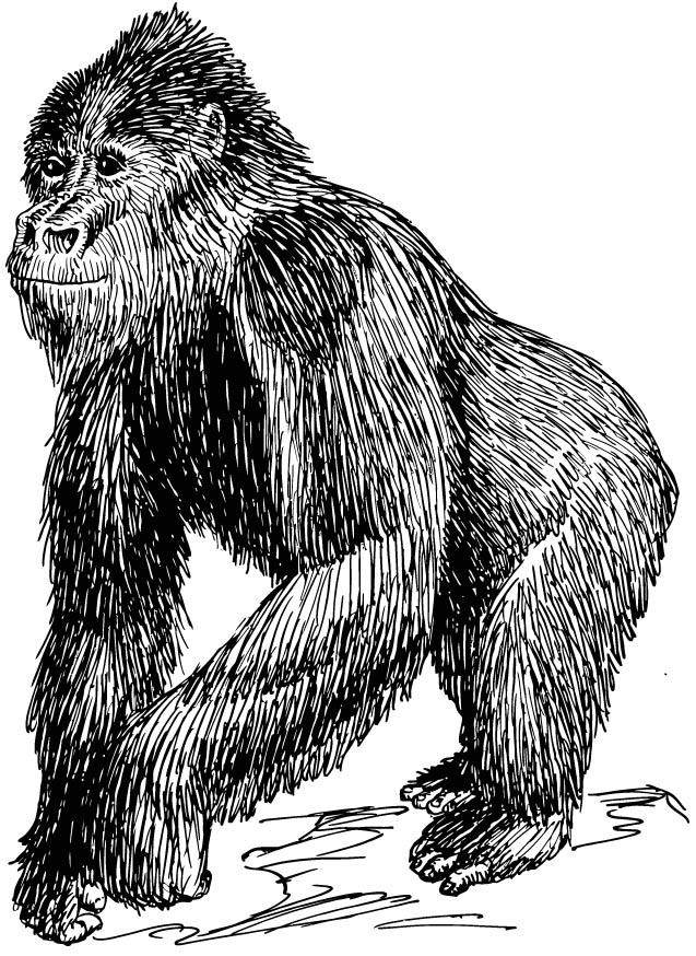 Malvorlage  gorilla