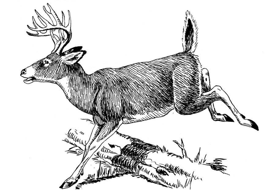 Malvorlage  hirsch