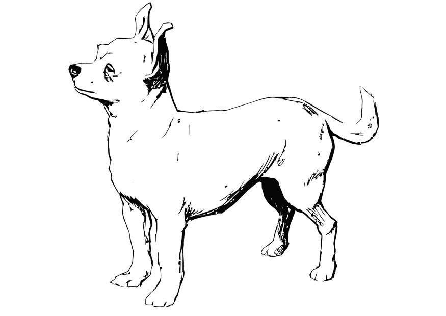 Malvorlage  hund - chihuahua