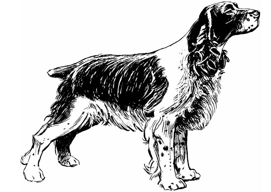 Malvorlage  hund - cocker spaniel