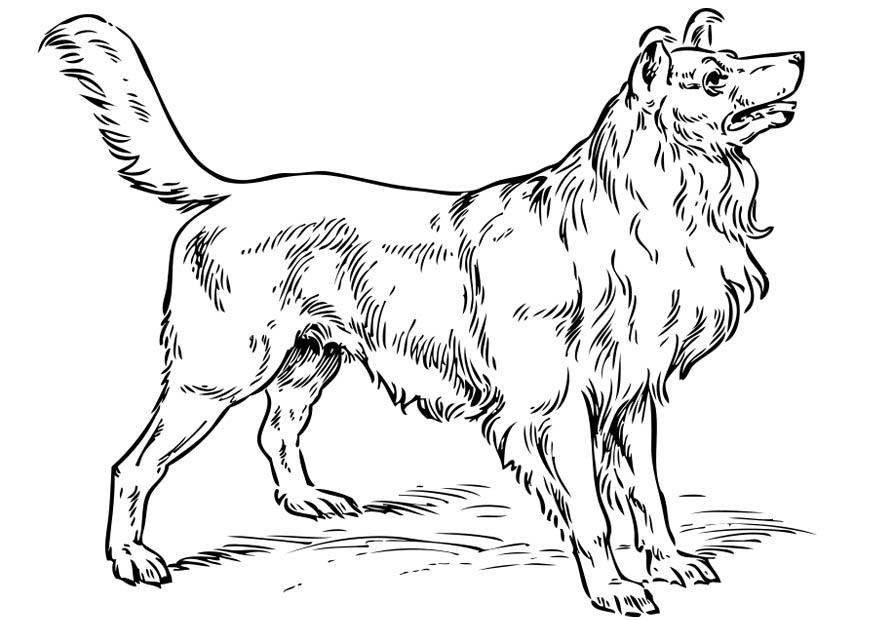 Malvorlage  hund - collie