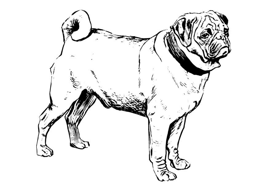 Malvorlage  hund - mops