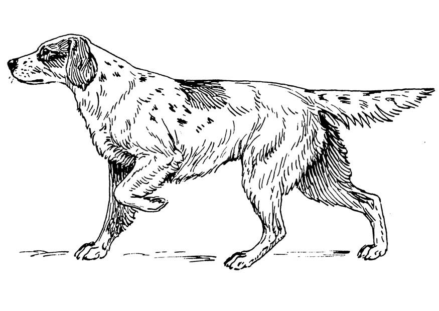 Malvorlage  hund - setter